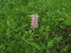 Bistorta manshuriensis