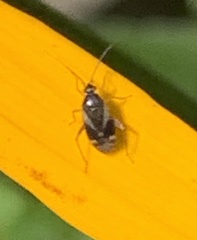 Plagiognathus obscurus