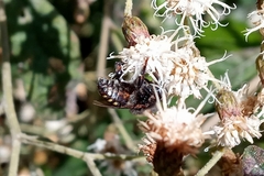 Melipona quadrifasciata