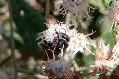 Melipona quadrifasciata