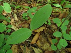 Convallaria keiskei