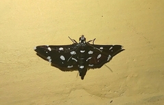 Bocchoris inspersalis