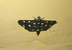 Bocchoris inspersalis