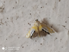 Nymphicula
