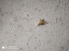 Nymphicula