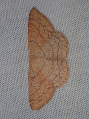 Cyclophora dataria