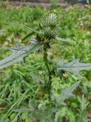 Cirsium vulgare