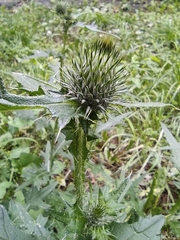 Cirsium vulgare