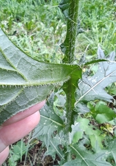 Cirsium vulgare