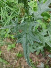 Cirsium vulgare