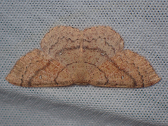 Cyclophora dataria