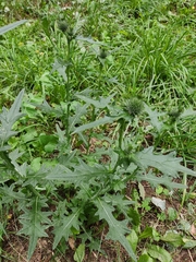 Cirsium vulgare