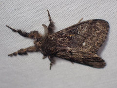 Dasychira grisefacta