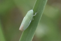 Memnonia flavida