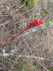 Stenorrhynchos albidomaculatum