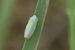 Memnonia flavida
