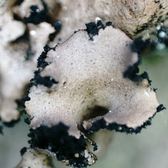 Umbilicaria polyrrhiza
