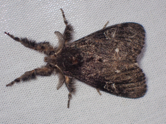 Dasychira grisefacta