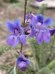 Penstemon leiophyllus