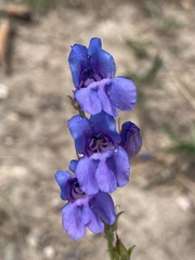 Penstemon leiophyllus