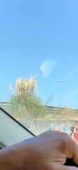 Cortaderia selloana