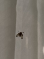 Clogmia albipunctata