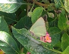 Cyanophrys herodotus