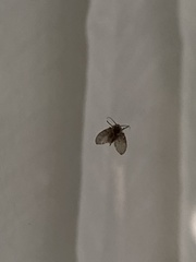 Clogmia albipunctata