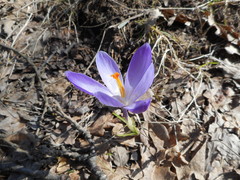 Crocus