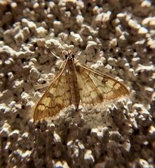 Mimorista