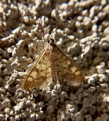 Mimorista