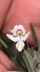 Carlowrightia