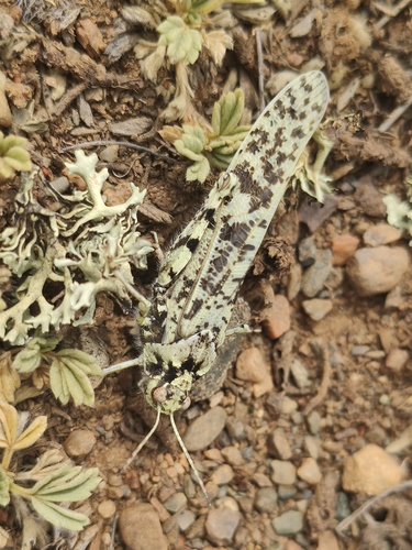 Angaracris barabensis