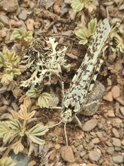 Angaracris barabensis