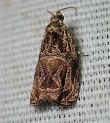Olethreutes furfuranum