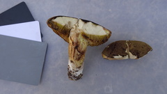 Xerocomus ferrugineus