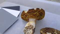 Xerocomus ferrugineus