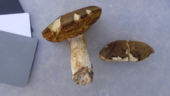 Xerocomus ferrugineus