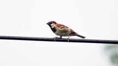 Passer domesticus
