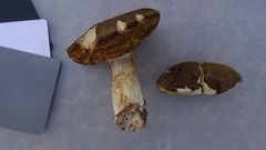 Xerocomus ferrugineus