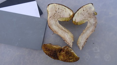 Xerocomus ferrugineus