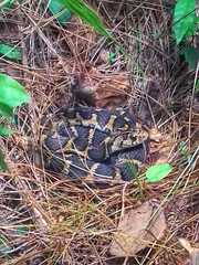 Thamnophis sumichrasti