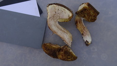 Xerocomus ferrugineus