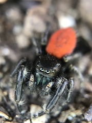 Phidippus johnsoni