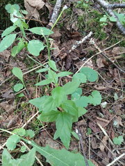 Epilobium adenocaulon