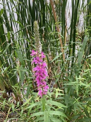 Lythrum salicaria
