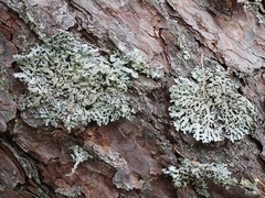 Hypogymnia farinacea