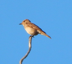 Muscicapa