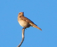 Muscicapa
