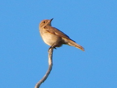 Muscicapa